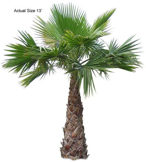 واشینگتونیا ربوستا,Mexican Fan Palm , Mexican Washingtonia
